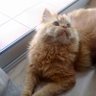 Profilbild von 🚌Max el gato catalan