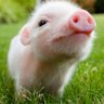 Profilbild von GAN