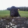 Douglas Christie's profile picture