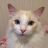 LeCo profil fotoğrafı