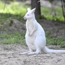 どもすて 的头像