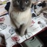 Juan J Lange (los gatos y los niños no mienten) 的头像