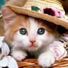 Kitty 的头像
