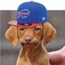 Chris P. Bacon profil fotoğrafı