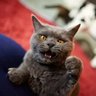 Фото профиля Котик с лапками