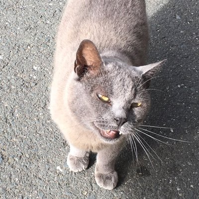 tedukurimura's profile picture