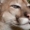 tordo's profile picture