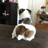 ryanchan profil fotoğrafı