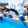Marwan El-mezughi's profile picture