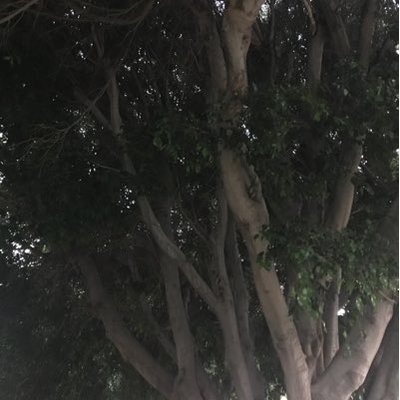 AyeshaASiddiqi's profile picture