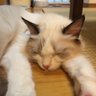 Profilbild von はな丸の飼い主