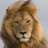 Potins de Lyon ⭐️⭐️ profil fotoğrafı