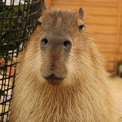 こやまし's profile picture