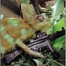 Master Lizzy Full Pistola's profile picture
