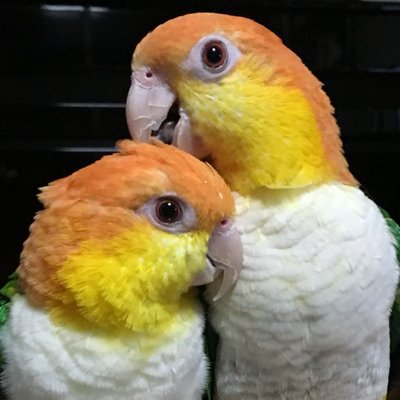 kotakeninko's profile picture