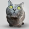 Maravimiau's profile picture