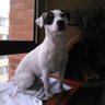 Profilbild von Nelly de Carlos
