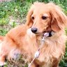 marochako@マロンママ profil fotoğrafı