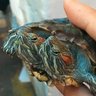 legendarytortoise profil fotoğrafı