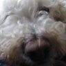 Profilbild von Tanner