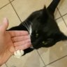 Фото профиля Steven Cats.