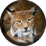 Lynx rusée🐱 profil fotoğrafı