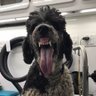 Josie's profile picture
