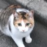 Profilbild von おむすびにゃあ