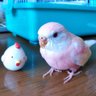 まーみん 的头像