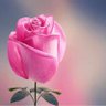 عطر الورد profil fotoğrafı