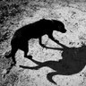 Ghost Dog's profile picture