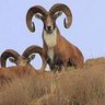 Transcaspian Ural profil fotoğrafı