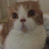Profilbild von ぎんちゃん
