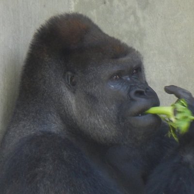 名古屋走り撲滅〜歩行者に未来を〜's profile picture