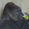 Profilbild von 名古屋走り撲滅〜歩行者に未来を〜