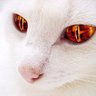 kat shields's profile picture