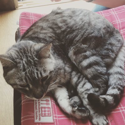 西荻窪イタリアン　イタリア食堂 shimaneko's profile picture