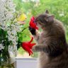 Фото профиля КошкаЕнот