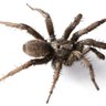 spider11255's profile picture