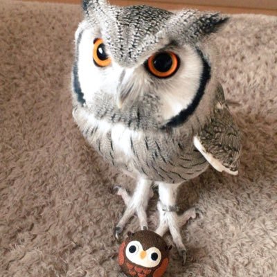 tyokiom's profile picture