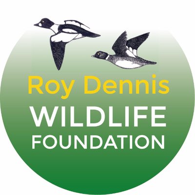 RoyDennisWF's profile picture