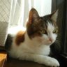 Profilbild von あど