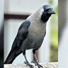sudalai venthan profil fotoğrafı