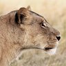 Sabine Leopold's profile picture