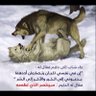 محمد الحربي's profile picture