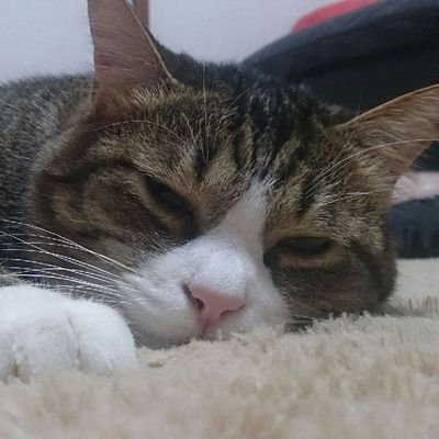 にしだ's profile picture