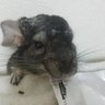 ヒース's profile picture