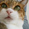 リノカイ profil fotoğrafı