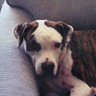 JERRY 🐕's profile picture