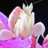 Profilbild von Hymenopus c_